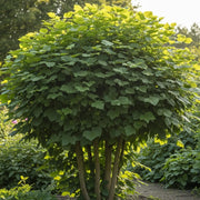 45-60cm Common Hazel Hedging | Corylus avellana | Bare Root